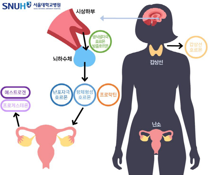 [여성호르몬 치료 Q&A] 갱년기 증상 완화와 가임력 보존…건강보조제처럼…