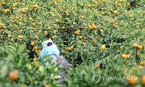 제주 맑다가 밤부터 흐려져…낮 최고 10∼15도