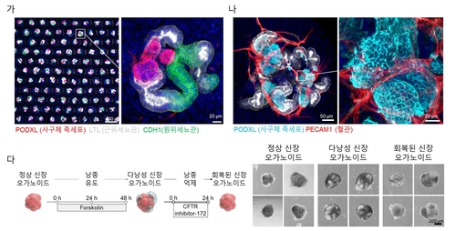 인공 장기 대량생산 기술 개발…"동물실험 대체할지 주목"