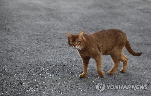 구조 요청에도 길고양이 죽인 용역업체 직원들 고발돼