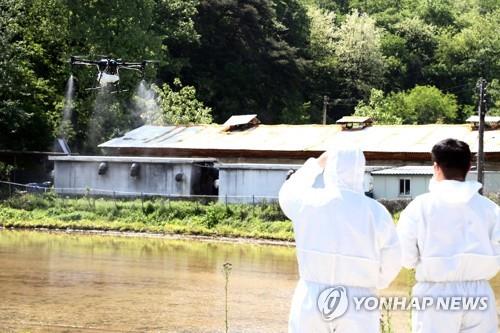 [르포] "혹시 몰라 샤워하고 소독해요" 양돈농가 하루하루 초긴장