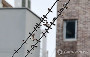 지구를 살릴 동물 네트워크…신간 '동물 인터넷'