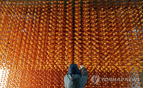 [픽! 산청] 영국 여왕도 반한 맛…고종시 곶감 말리기 한창