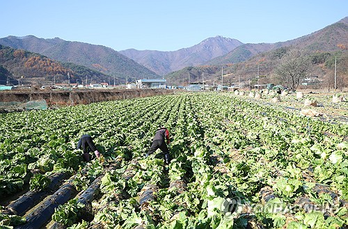 부산시, 김장철 농산물 잔류농약 검사 결과 90건 모두 적합