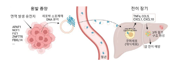 "종양에서 분비 DNA 이용, 암 전이·재발 예방 가능"