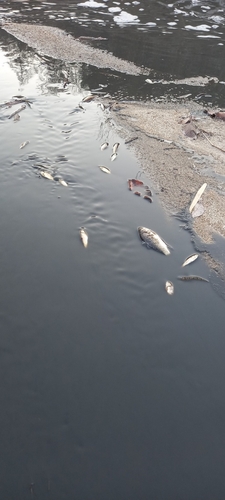 충주 동량면 하천에 가축분뇨 유출…물고기 폐사