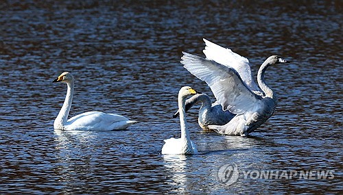 이달 국내 도래한 철새 132만여마리…작년보다 3% 감소