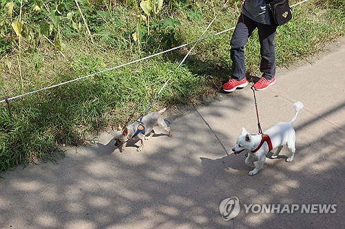 하루 평균 77명, 반려동물과 함께 청계천 방문