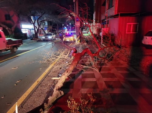 가로수 쓰러지고, 천막 날아가고…제주 강풍 피해 잇따라