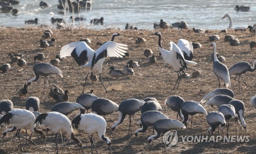 철원교육지원청, '두루미와 함께 떠나는 여행' 교육자료 개발