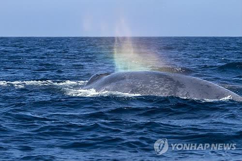 [세상만사] 대왕고래 '잭팟' 기대