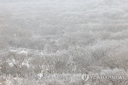 한라산에 최고 55㎝ 넘는 눈 쌓여…입산 전면 통제