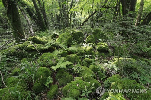 제주도, '곶자왈' 추가 매입…총 550㏊ 공유화