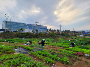 성남시 65세 이상 2090명에 시청 건너편 실버텃밭 무료 분양