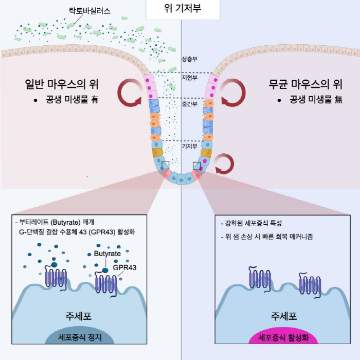 위장 질환 예방·치료 가능한 장내 미생물 메커니즘 규명