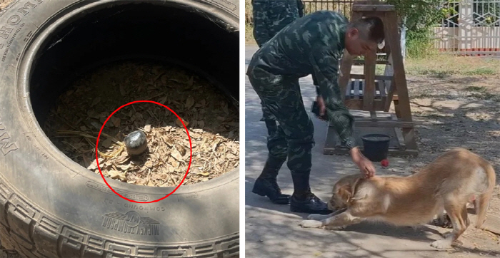 반려견이 물고 온 공, 알고 보니 폭발물…"안 터진 게 행운"