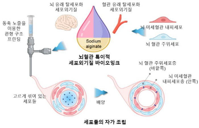 3D 뇌혈관 장벽 모델 개발…신경퇴행성 질환 연구에 도움