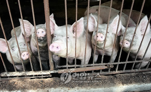 경북 고령 돼지농장서 야외바이러스감염항체 검출