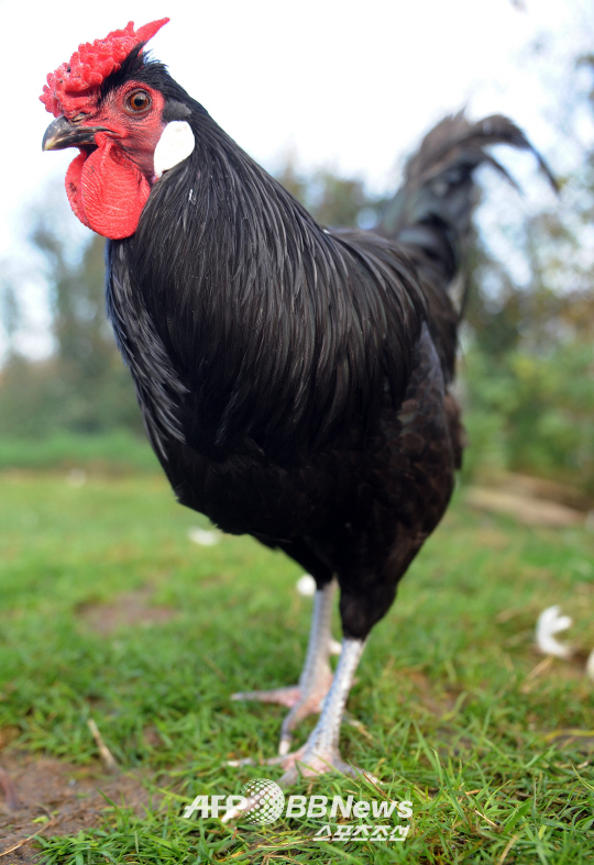 FRANCE-SCIENCE-ZOOLOGY-ANIMAL-CHICKENS-FILES