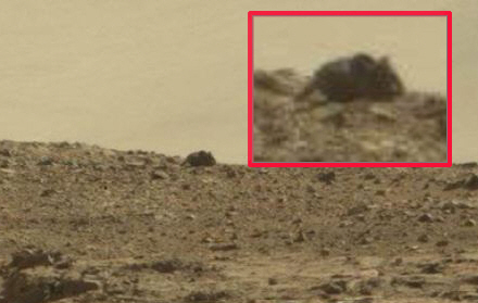 화성에 길이 7cm 대형 쥐가 산다?