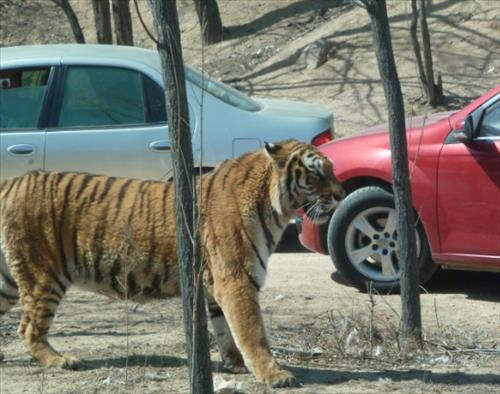 베이징 야생동물원서 호랑이가 관광객 습격…2명 사상