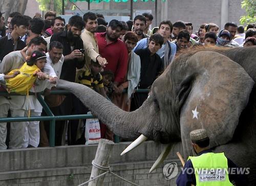 '공포의 동물원' 코끼리가 돌 던져 7세 소녀 사망